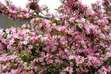 50 OLD FASHIONED WEIGELA Florida Bush Shrub Flower Seeds Flowering Plants