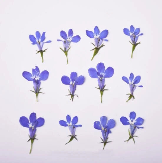 Dried Pressed Flowers,Blue Lobelia flowe Dried Pressed Flower,dry flower 12PCS Dried Flower