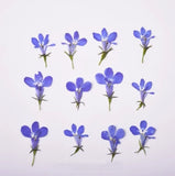 Dried Pressed Flowers,Blue Lobelia flowe Dried Pressed Flower,dry flower 12PCS Dried Flower