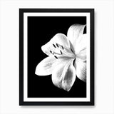 Black and White Lily Flower Art Pri Framed Wall Art Poster Canvas Print Picture Lily