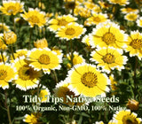 Tidy Tips California Native Seeds Layia platyglossa Drought Tolerant Wild Flower Garden Plants