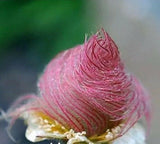 40 seeds Prairie Smoke seeds bonsai potted rare flower seeds Flowering Plants