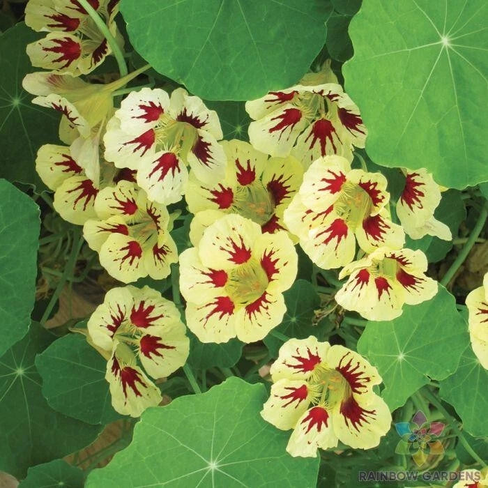 50+ Orchid Cream Nasturtium Seeds for Garden Planting - USA - FAST SHIPPING! Garden Plants