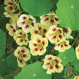 50+ Orchid Cream Nasturtium Seeds for Garden Planting - USA - FAST SHIPPING! Garden Plants