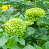 100+ Benary Giant Lime Zinnia Seeds for Garden Planting - USA - FREE SHIPPING! Garden Plants
