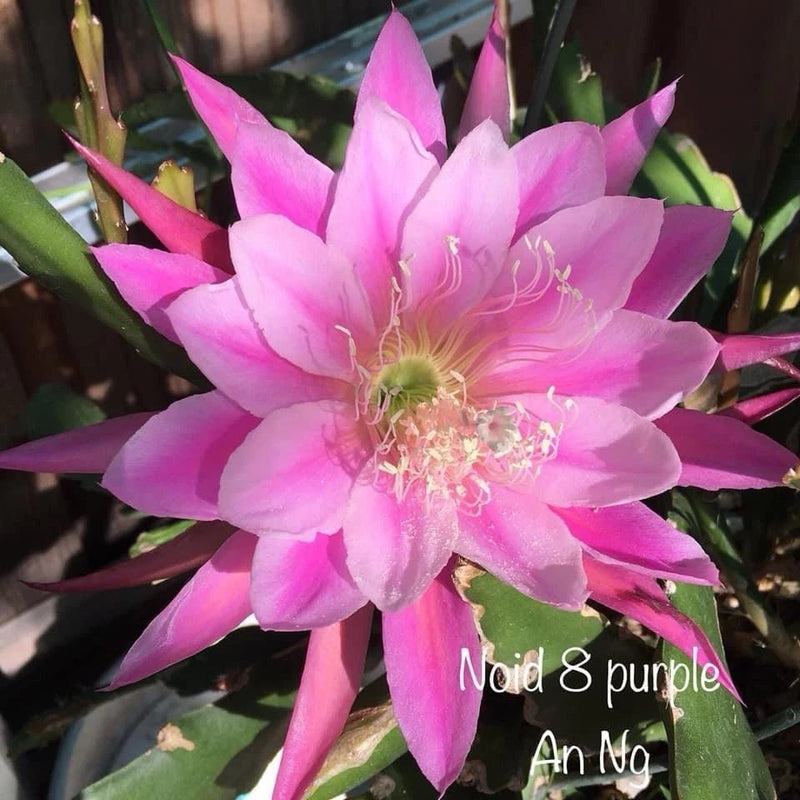 Purple epiphyllum orchid cactus flower with large pink petals and green center