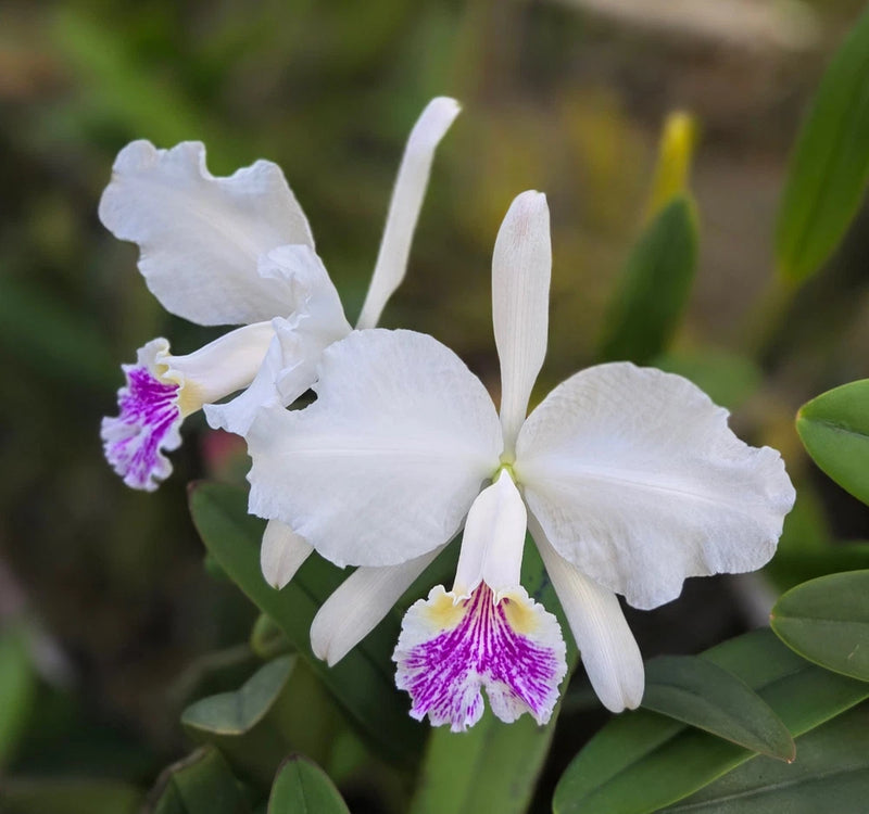 White Cattleya orchid with purple centers and green leaves