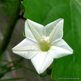 EXOTIC WHITE CYPRESS VINE ipomoea quamoclit morning glory star, seed 15 seeds Orchids