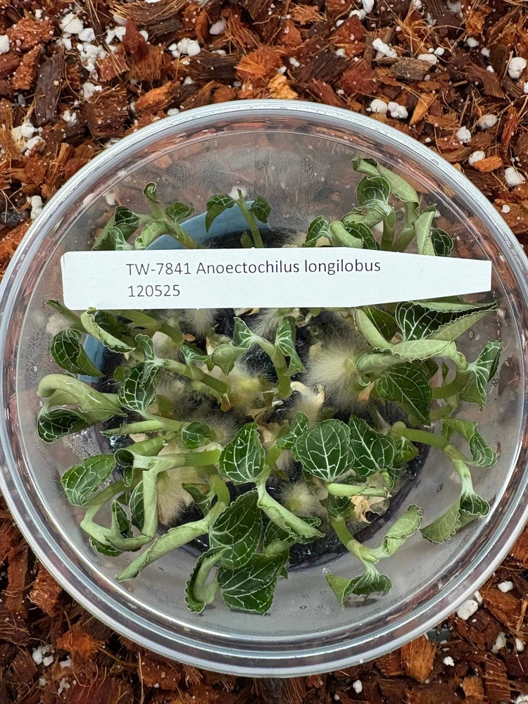Jewel orchid plant cuttings in clear round container on potting bark
