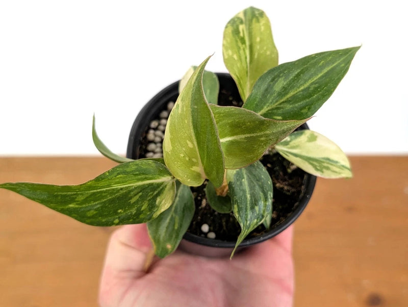 Variegated philodendron plant with green-and-light leaves in black 4-inch pot