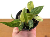 EXACT Philodendron Gloriosum Variegated - 4 Inch Pot - #43A Orchids