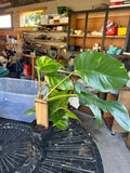 Giant Hawaiian Pothos Rare Giant variegated Orchids