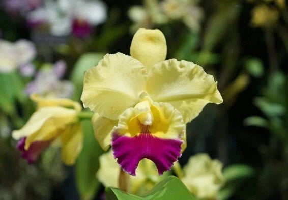 Yellow orchid flower with ruffled petals and magenta center, in pot
