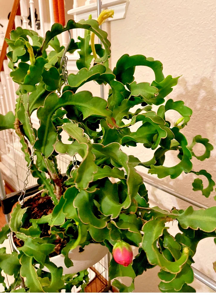 Curly locks orchid cactus in pot with bright green curly stems and small pink blooms