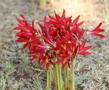 Oxblood Lily Bulbs Schoolhouse & Spider Lilies Mix Rhodophiala bifida -10 bulbs Lily