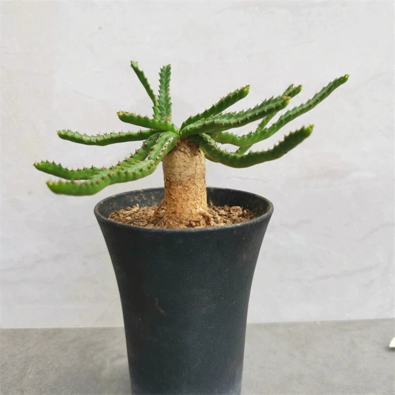 Small succulent cactus plant with green spiky branches in a black pot