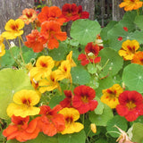 25+JEWEL NASTURTIUM SEEDS FRESH FOR YOUR FLOWER GARDENS Garden Plants