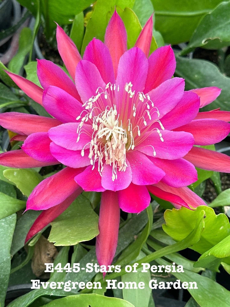 Pink Epiphyllum orchid cactus with large bloom and green leaves in starter pot
