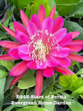 Rooted Epiphyllum Orchid Cactus ÒStars of PersiaÓ Growing In 4Ó Starter Pot. Orchids