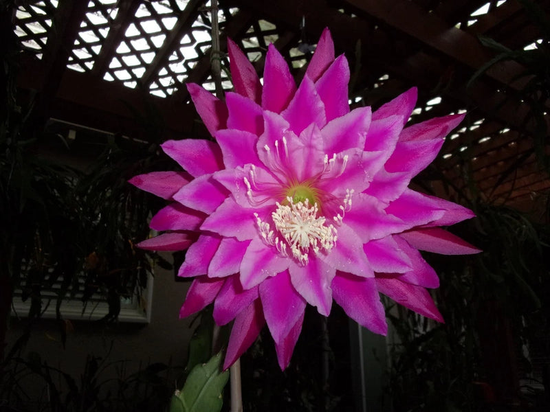 Epiphyllum 'KIWI FANFARE' cutting orchid bloom, bright magenta-pink petals
