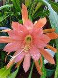 1 epiphyllum cutting FIESTA DE FLORES Orchids