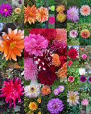 25 Beautiful DAHLIA FLOWER SEEDS~Mixed Colors~Annual/Perennial~FREE SHIP from US Flowering Plants