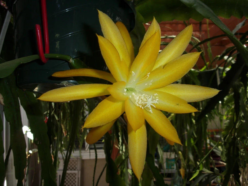 Yellow star-shaped Epiphyllum orchid flower with pointed petals on a cutting
