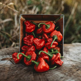 30+ RED SCOTCH BONNET PEPPER SEEDS NON-GMO FRESH FOR YOUR GARDEN Garden Plants