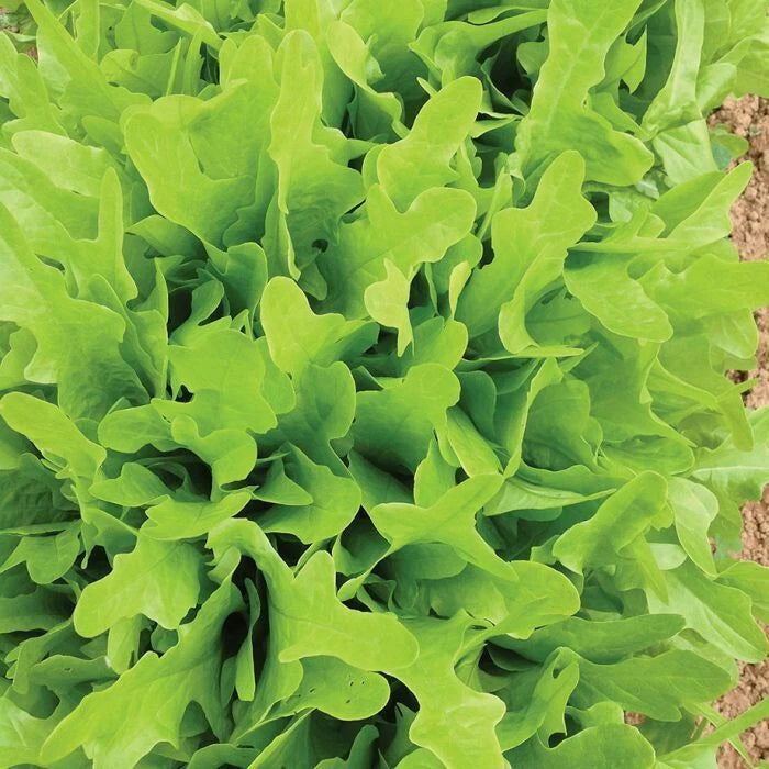 OAK LEAF LETTUCE 800 SEEDS (1 gram) FRESH FRESH FOR GARDENS Garden Plants