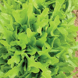 OAK LEAF LETTUCE 800 SEEDS (1 gram) FRESH FRESH FOR GARDENS Garden Plants