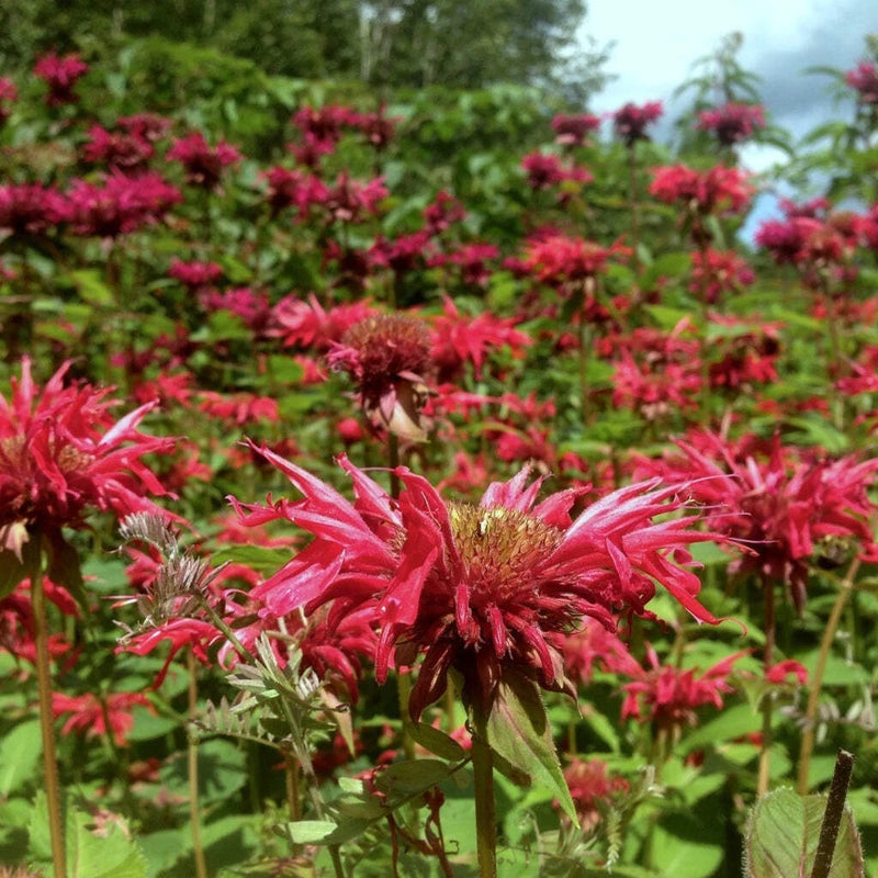 Scarlet Bee Balm Seeds (Monarda didyma) ~Native Wildflower Pollinator Garden Garden Plants