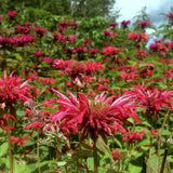Scarlet Bee Balm Seeds (Monarda didyma) ~Native Wildflower Pollinator Garden Garden Plants
