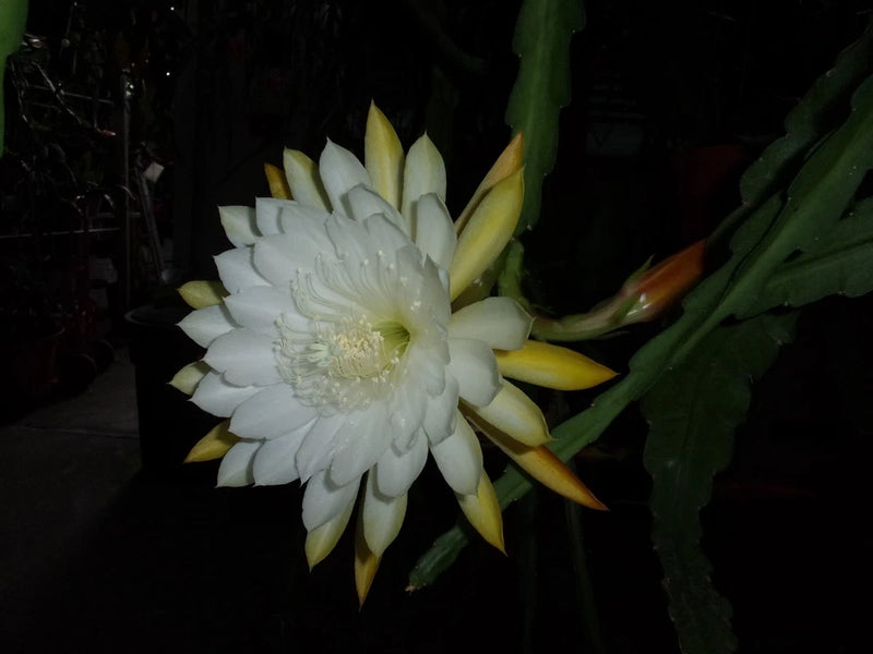 Epiphyllum cutting orchid with white bloom, yellow buds, and green stems