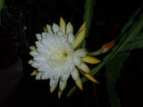 Epiphyllum " NIKKO SAN " Cutting Orchids