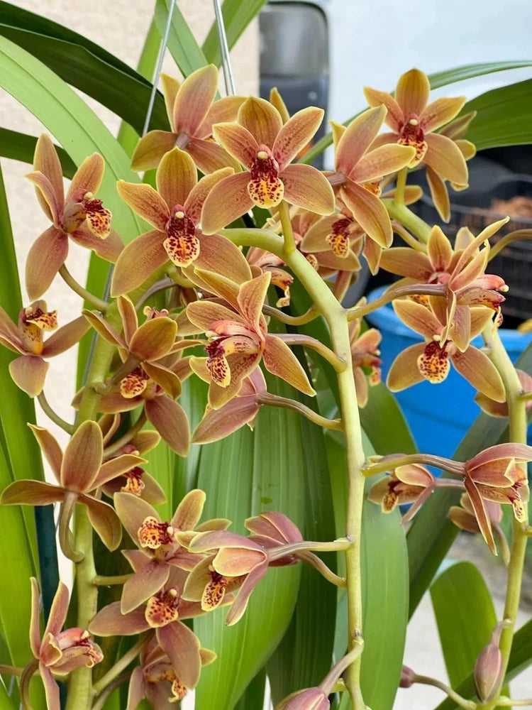 Cymbidium orchid plant in a pot with yellow-orange flowers and pink centers