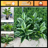 4 Bushes Perennial Hosta Faux Plant - 15.7" Variegated Green Leaves, Tropical In Green Plant