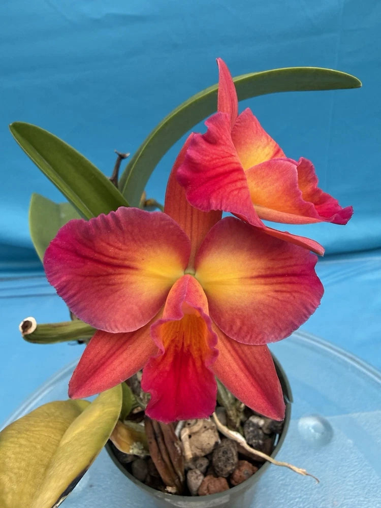 Orange-yellow and pink Cattleya orchid in clear pot with green leaves and bark