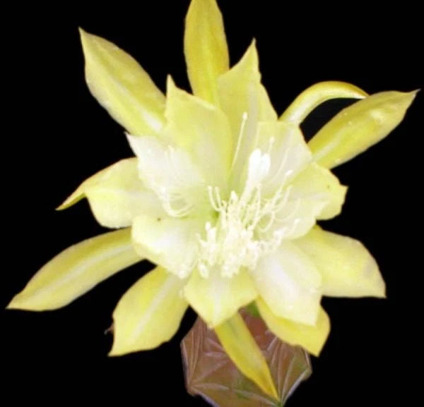 Orchid cactus flower with pale yellow star-shaped blooms