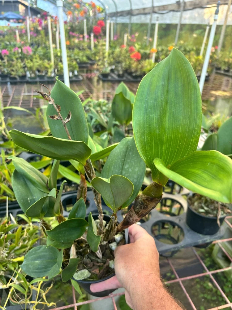 Den. finnisterae orchid plant in a pot with broad green leaves and upright growth
