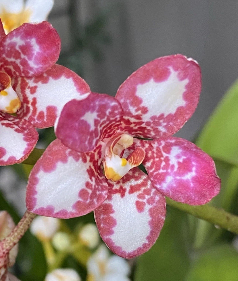 Pink and white speckled orchid blooms with curled petals