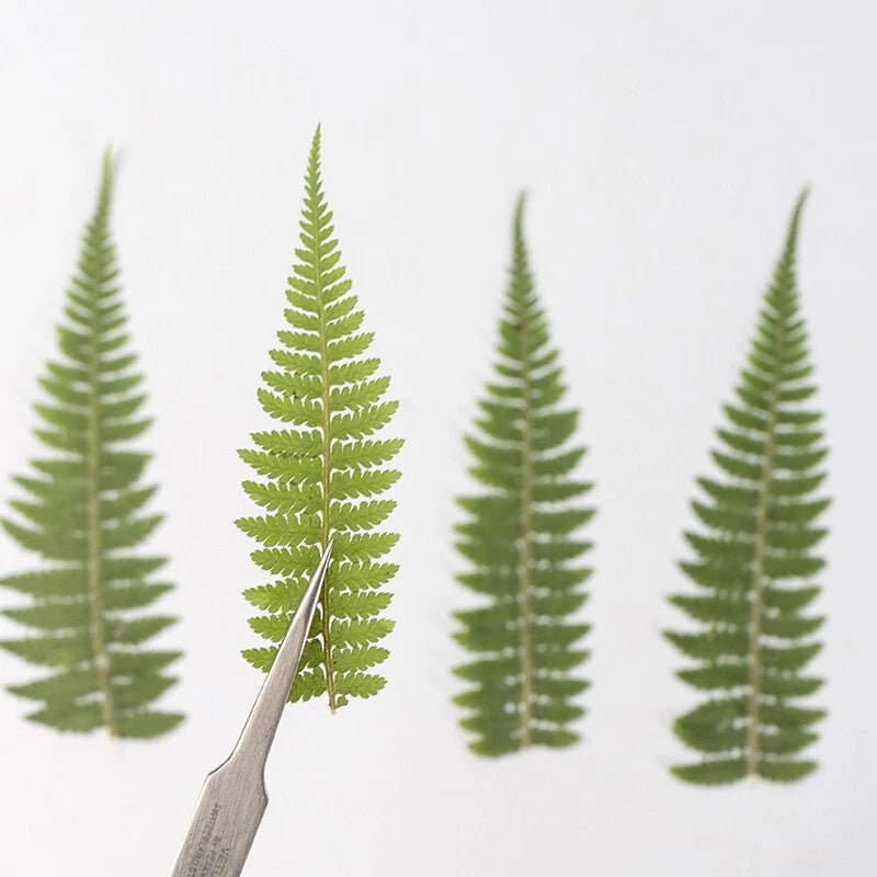Set of 12 pressed dried fern leaves, green botanical craft embellishments