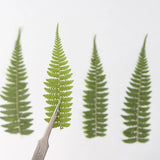 12PCS Real Pressed Dry Leaves, Floral Supply for art craft FSS16 Dried Flower