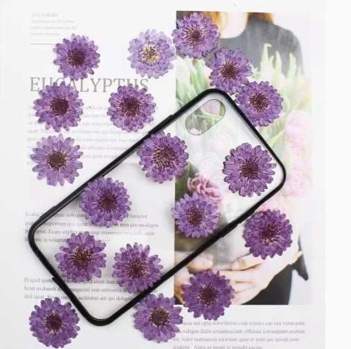 Dried Flowers Pressed Flowers,Purple Chrysanthemum Flat Flowers,dry flower 12PCS Dried Flower
