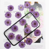 Dried Flowers Pressed Flowers,Purple Chrysanthemum Flat Flowers,dry flower 12PCS Dried Flower