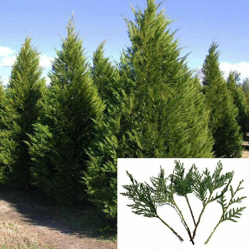(70) Fresh S.C. Leyland Cypress 7-8" Tree Cuttings Privacy Screen Fast Growing Green Plant
