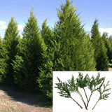 (70) Fresh S.C. Leyland Cypress 7-8" Tree Cuttings Privacy Screen Fast Growing Green Plant