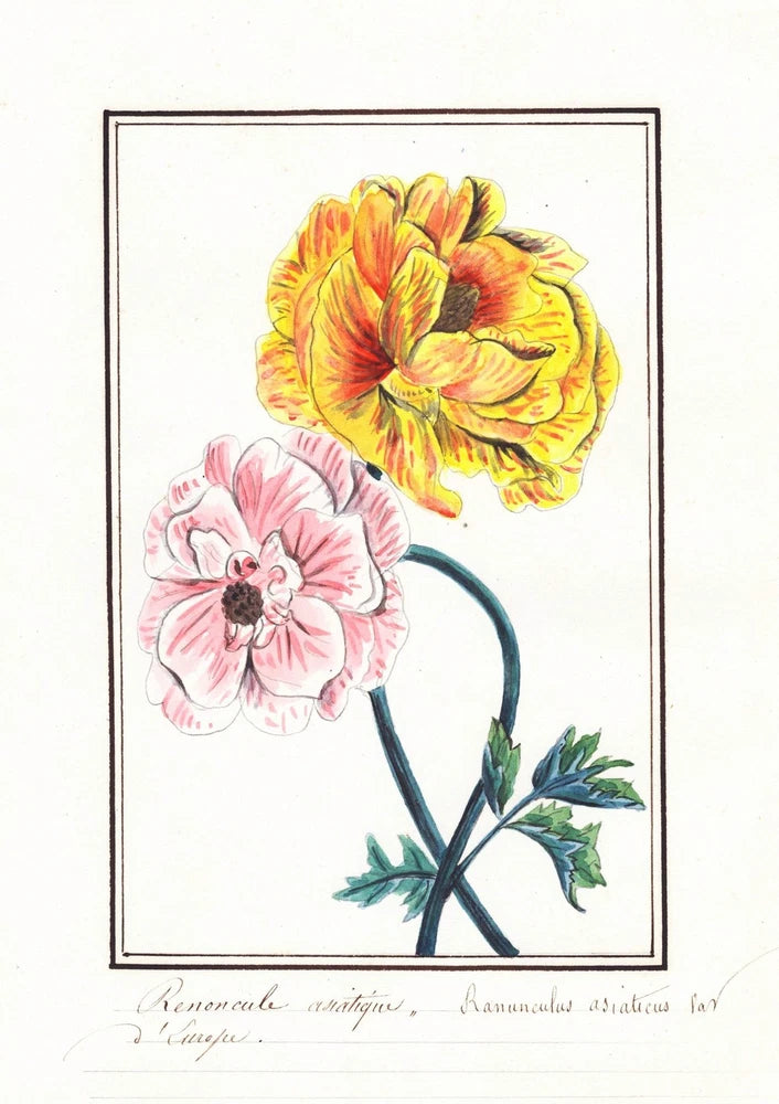 Buttercup Persian Buttercup Ranunculus Flower Botany Watercolour Drawing 1830 Ranunculus