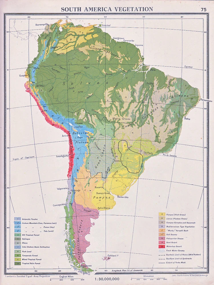 1941 MAP ~ SOUTH AMERICA ~ VEGETATION FOREST PAMPAS GRASS TROPICAL Pampas Grass