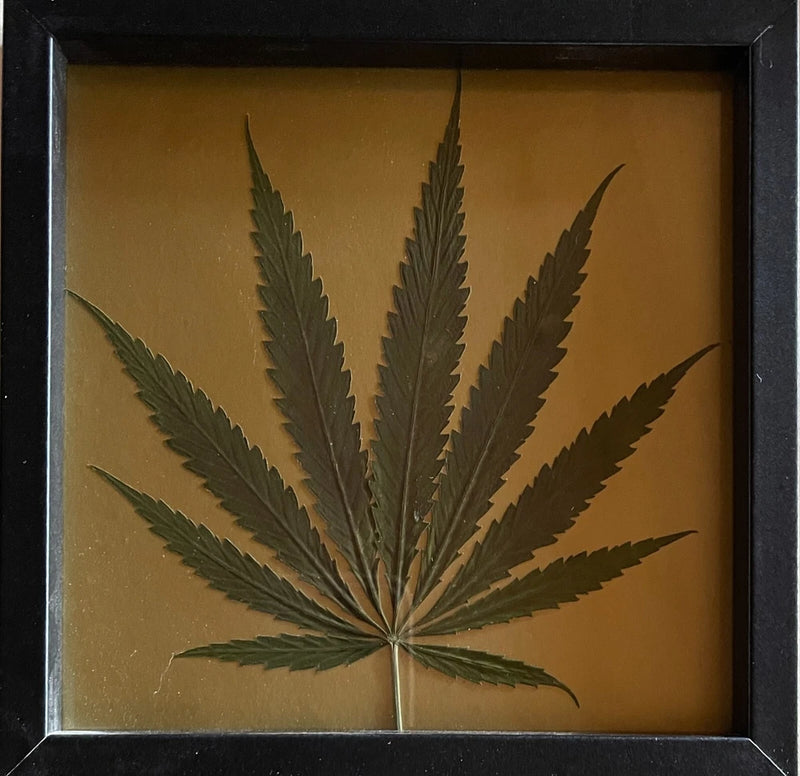 Pressed hemp leaves, dark green dried leaf fan in a square frame