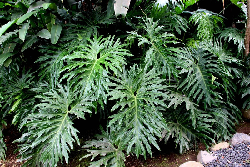 15 Lacy TREE PHILODENDRON Split Leaf Cut-leaf Selloum House Plant Seeds Flowering Plants